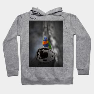 Rainbow Lorikeet_5114A Hoodie